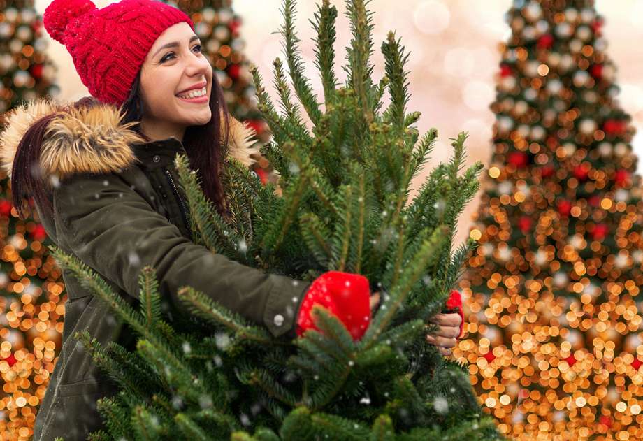 Christmas tree sales