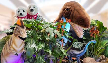 The Cuddly Toy Zoo