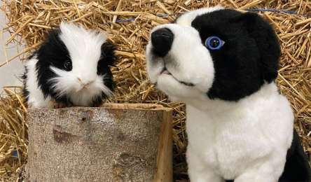 Zoo der Kuscheltiere
